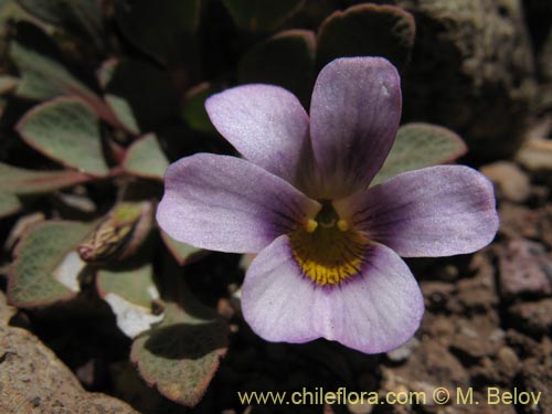 Viola sp. #1551の写真