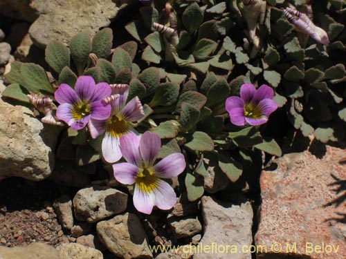 Viola sp. #1551의 사진