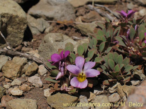 Viola sp. #1551の写真