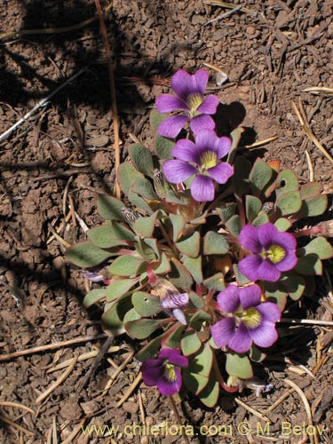 Viola sp. #1551의 사진