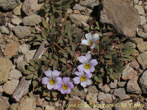 Viola sp. #1551の写真