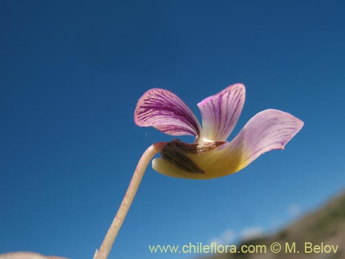 Viola sp. #1551の写真