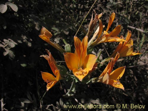 Imágen de Alstroemeria sp. #1434 (). Haga un clic para aumentar parte de imágen.