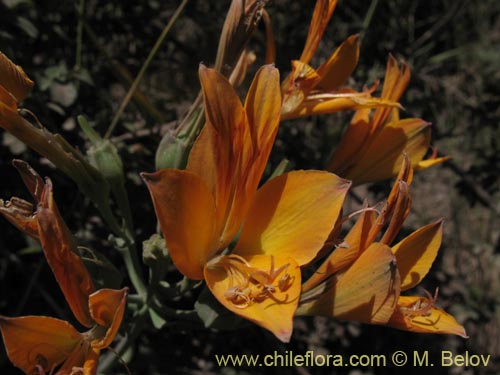Image of Alstroemeria sp.   #1434 (). Click to enlarge parts of image.