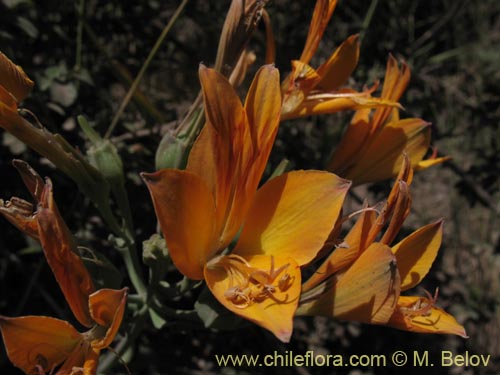 Image of Alstroemeria sp. #1434 (). Click to enlarge parts of image.