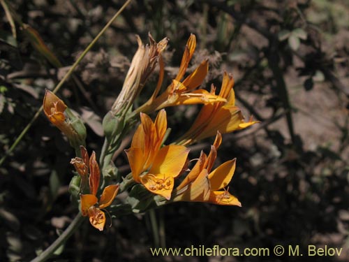 Imágen de Alstroemeria sp. #1434 (). Haga un clic para aumentar parte de imágen.