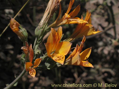 Image of Alstroemeria sp.   #1434 (). Click to enlarge parts of image.