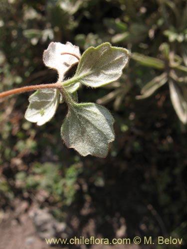 Imágen de Planta no identificada sp. #1280 (). Haga un clic para aumentar parte de imágen.