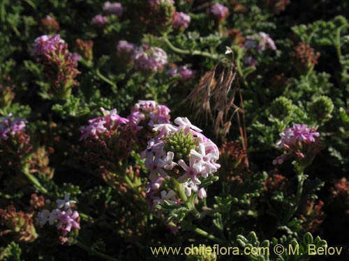 Фотография Verbena ribifolia (). Щелкните, чтобы увеличить вырез.