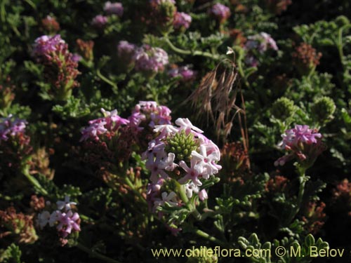 Bild von Verbena ribifolia (). Klicken Sie, um den Ausschnitt zu vergrössern.