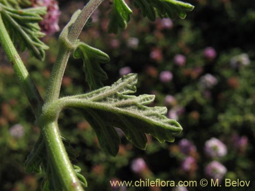 Bild von Verbena ribifolia (). Klicken Sie, um den Ausschnitt zu vergrössern.