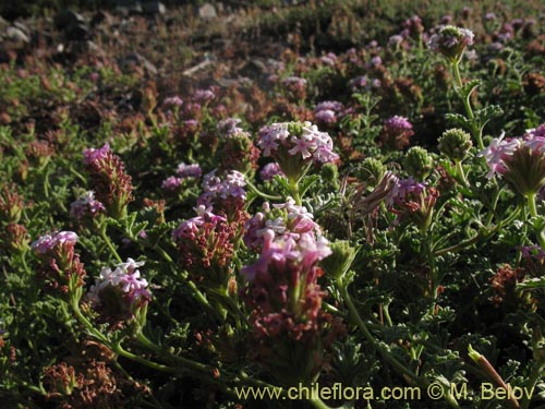 Verbena ribifolia的照片