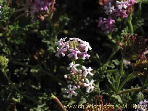 Verbena ribifolia的照片