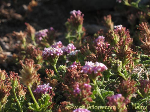 Image of Verbena ribifolia (). Click to enlarge parts of image.