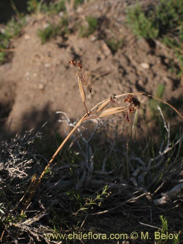 Фотография Sisyrinchium philippii (). Щелкните, чтобы увеличить вырез.