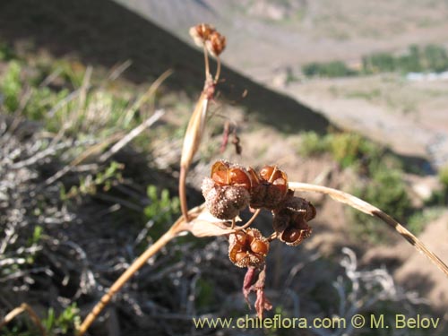 Imágen de Sisyrinchium philippii (). Haga un clic para aumentar parte de imágen.