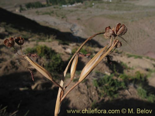 Image of Sisyrinchium philippii (). Click to enlarge parts of image.