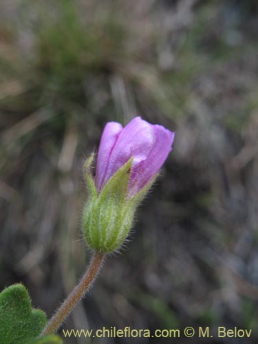 未確認の植物種 sp. #1280の写真