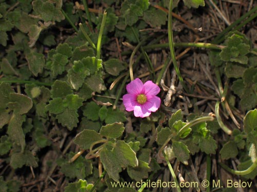 未確認の植物種 sp. #1280の写真