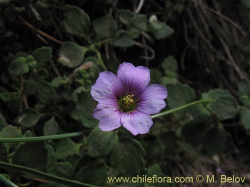 Imágen de Planta no identificada sp. #1280 (). Haga un clic para aumentar parte de imágen.