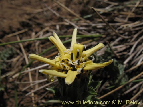 Bild von Perezia carthamoides (Estrella blanca de cordillera). Klicken Sie, um den Ausschnitt zu vergrössern.
