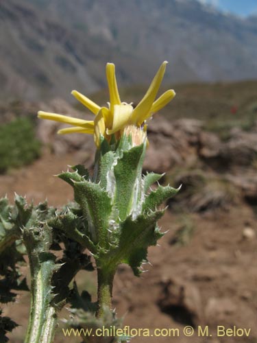 Imágen de Perezia carthamoides (Estrella blanca de cordillera). Haga un clic para aumentar parte de imágen.