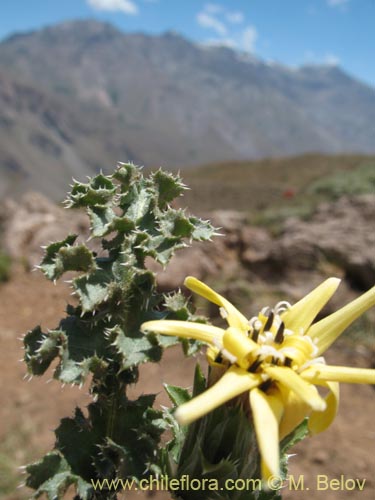 Фотография Perezia carthamoides (Estrella blanca de cordillera). Щелкните, чтобы увеличить вырез.