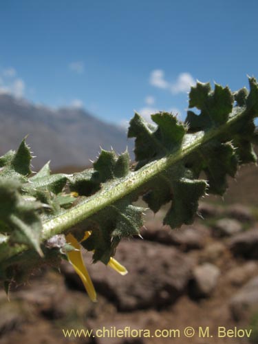 Image of Perezia carthamoides (Estrella blanca de cordillera). Click to enlarge parts of image.