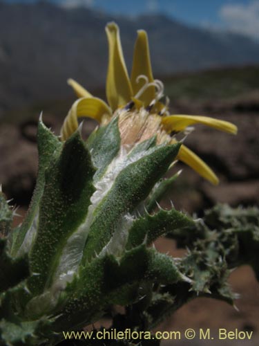 Bild von Perezia carthamoides (Estrella blanca de cordillera). Klicken Sie, um den Ausschnitt zu vergrössern.