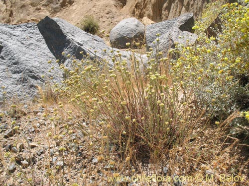 Imágen de Malesherbia fasciculata (). Haga un clic para aumentar parte de imágen.