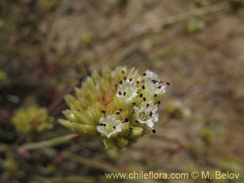 Image of Malesherbia fasciculata (). Click to enlarge parts of image.