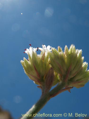 Imágen de Malesherbia fasciculata (). Haga un clic para aumentar parte de imágen.