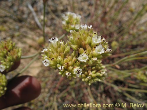 Image of Malesherbia fasciculata (). Click to enlarge parts of image.