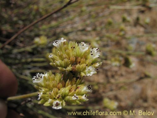 Malesherbia fasciculata的照片