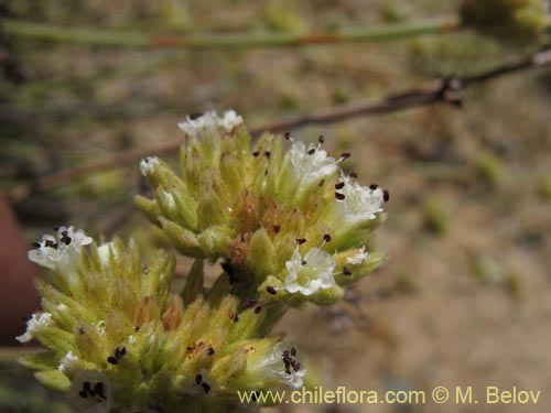 Image of Malesherbia fasciculata (). Click to enlarge parts of image.