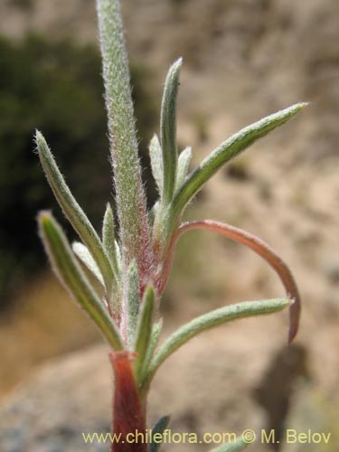 Imágen de Malesherbia fasciculata (). Haga un clic para aumentar parte de imágen.