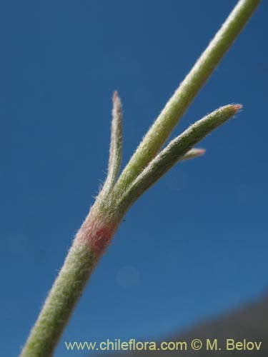 Bild von Malesherbia fasciculata (). Klicken Sie, um den Ausschnitt zu vergrössern.