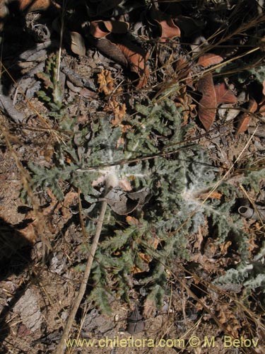 Фотография Trichocline aurea (). Щелкните, чтобы увеличить вырез.