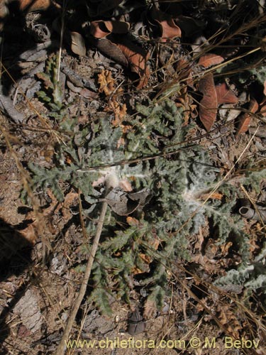 Imágen de Trichocline aurea (). Haga un clic para aumentar parte de imágen.