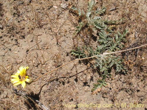 Imágen de Trichocline aurea (). Haga un clic para aumentar parte de imágen.