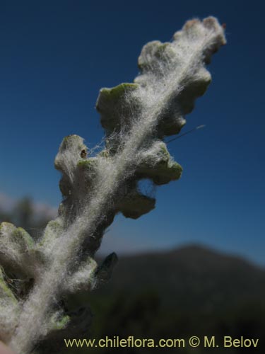 Imágen de Trichocline aurea (). Haga un clic para aumentar parte de imágen.