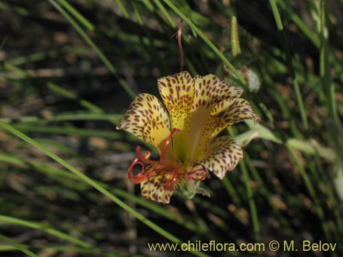 Image of Alstroemeria versicolor (). Click to enlarge parts of image.