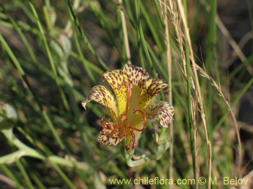 Alstroemeria versicolorの写真