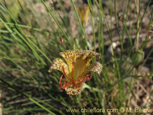 Image of Alstroemeria versicolor (). Click to enlarge parts of image.