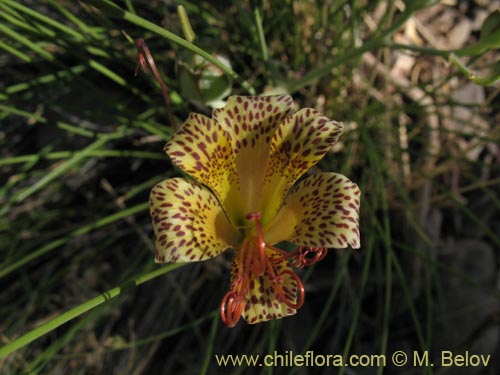 Alstroemeria versicolor의 사진