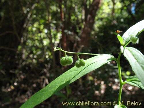 Imágen de Argythamnia tricuspidata (Ventosilla). Haga un clic para aumentar parte de imágen.