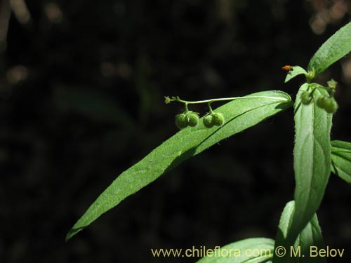 Imágen de Argythamnia tricuspidata (Ventosilla). Haga un clic para aumentar parte de imágen.