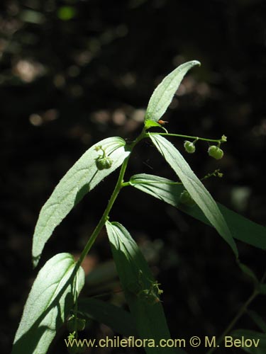 Argythamnia tricuspidata的照片