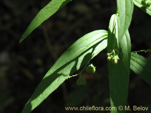 Imágen de Argythamnia tricuspidata (Ventosilla). Haga un clic para aumentar parte de imágen.