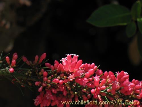 Bild von Colletia ulicina (Cunco rojo / Crucero). Klicken Sie, um den Ausschnitt zu vergrössern.